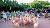 200 humans lead Houston Zoo flamingos to new home