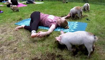 Three little piggies at a yoga class = maximum happiness