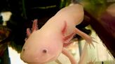 Salamander in a fish tank: That's a lot of axolotl!