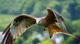 Protected bird of prey shot down near Swindon in illegal act