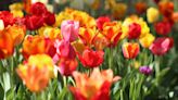 40 Best Spring Flowers to Beautify Your Backyard, According to Gardening Experts