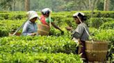 India's tea prices soar as extreme weather slashes output