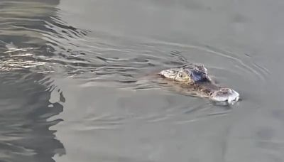 屏東高屏溪驚見2公尺鱷魚 農業處加強巡邏