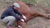 Encefalitis equina: confirman el primer caso humano en un paciente de Santa Fe