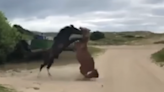 Watch as two wild stallions kick and bite during brutal fight on Outer Banks road