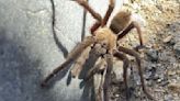 El avistamiento de una araña gigante provoca un accidente de coche en el Parque Nacional del Valle de la Muerte