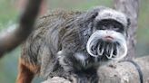 Dallas Zoo Reports the Disappearance of 2 Tamarin Monkeys After Multiple Animals Have Gone Missing