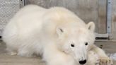 Wild Polar Bear Cub Captured and Moved to Alaska Zoo in Rare Decision: 'Best Course of Action'