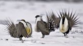 Biden administration proposes protections for US West sage-grouse, to divided response from conservationists
