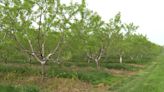 Unusual warm winter threatens southwest Michigan peach crop; farmers face economic strain