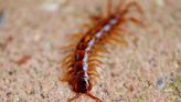 How the venomous red head centipede could save lives