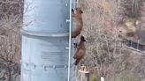 Bear cubs scale Colorado ski-lift tower as onlookers watch in awe