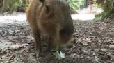 Female capybara goes to Florida as part of a breeding program for the large South American rodents