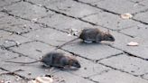 All hail the Chicago 'Rat Hole': People leave offerings at viral rat-shaped cement imprint