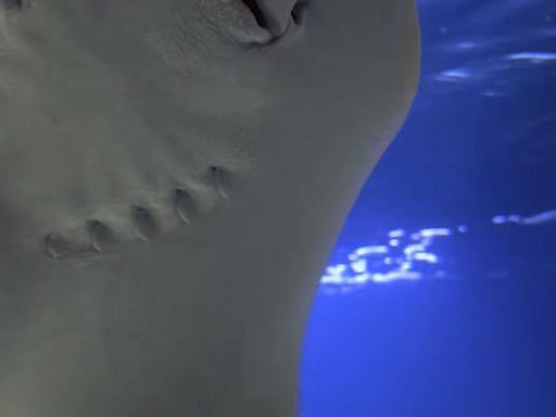 Fans Of Charlotte The Stingray Accuse Aquarium Of Sharing False Information!