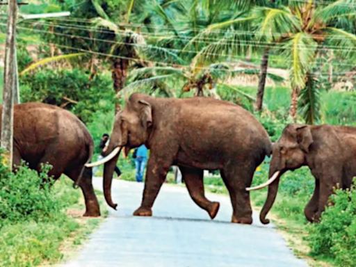 Mother elephant and calf stray and attack Coimbatore residential area | Coimbatore News - Times of India