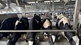 台紐協定將上路衝擊酪農業 乳牛場：廠商開始減少交乳量 - 生活