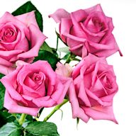 Available in various shades, pink roses are versatile and can be given for various occasions, including Mothers Day, birthdays, or as a gesture of appreciation.