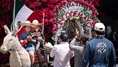 El burro de la Placita Olvera podría verse obligado a salir a la calle tras desalojo