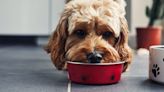 Vet says to watch dogs for one change in hot weather