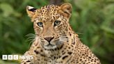 Kruger National Park leopard attacks men at South Africa air force