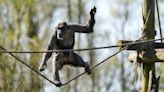 Safari Park welcomes first chimpanzee in eight years