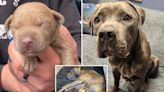 Heartbroken dog reunited with her puppies after fiend abandons mom, sells babies in Walmart parking lot: report