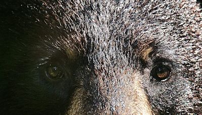 Man or bear? Hypothetical question sparks conversation about women's safety