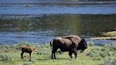 Tourist kicks a bison at national park. The bison then fought back