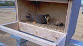 Happy Birthday! 1 of 4 Peregrine falcon eggs hatches at Spartan Stadium