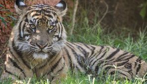 Ohio zoo says all tigers accounted for following reports of tiger spotted near University campus