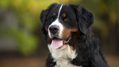 Bernese Mountain Dog's Precious Fear of the Family Cat Has People Feeling for Him