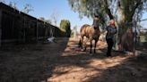 With a rescue team scaling back in Orange County, who will save horses from the next wildfire?