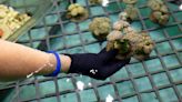 Unlikely Wild Animals Are Being Smuggled Into U.S. Ports: Corals