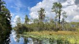 Okefenokee Protection Bill seeks second try at preventing mine at swamp