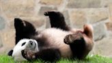 San Francisco Zoo to receive pandas from China