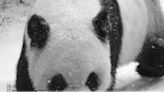 Giant panda Le Le dies at Memphis Zoo - Dimsum Daily