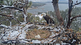 First egg for bald eagles Jackie and Shadow won’t hatch, group says. But hope remains