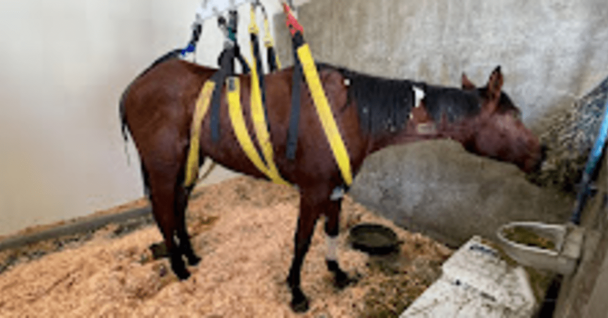 UC Davis: Thoroughbred Filly Beats The Odds To Survive Tetanus