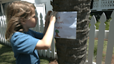 8-year-old makes effort to save trees set to be cut down on Sullivan’s Island