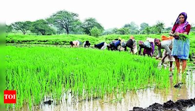 Bountiful rain boosts kharif sowing in north Maharashtra | Nashik News - Times of India
