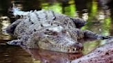 Child missing in suspected crocodile attack in Australia's Northern Territory | ITV News