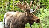 Parasitic worm in moose brains adds to species decline