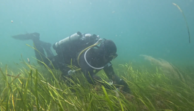 How is Welsh seagrass nursery trying to restore UK’s marine habitat?