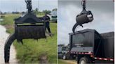 Autoridades tuvieron que usar una grúa para reubicar un caimán en un poblado de Texas