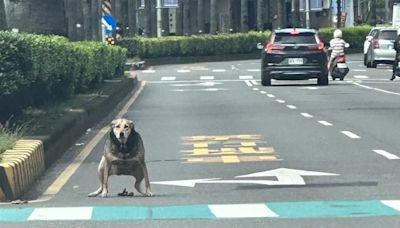 檢舉魔人快來！內線車道違規「逆向行屎」 牠呈蹲姿神情無辜全網笑翻