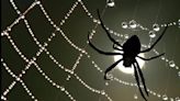 Cuáles son las 10 arañas más aterradoras del mundo