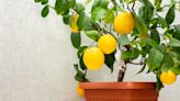 Container orchards are a thing — here’s how to make your own
