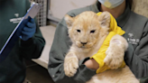 Lion cubs receive first health checks at Lincoln Park zoo