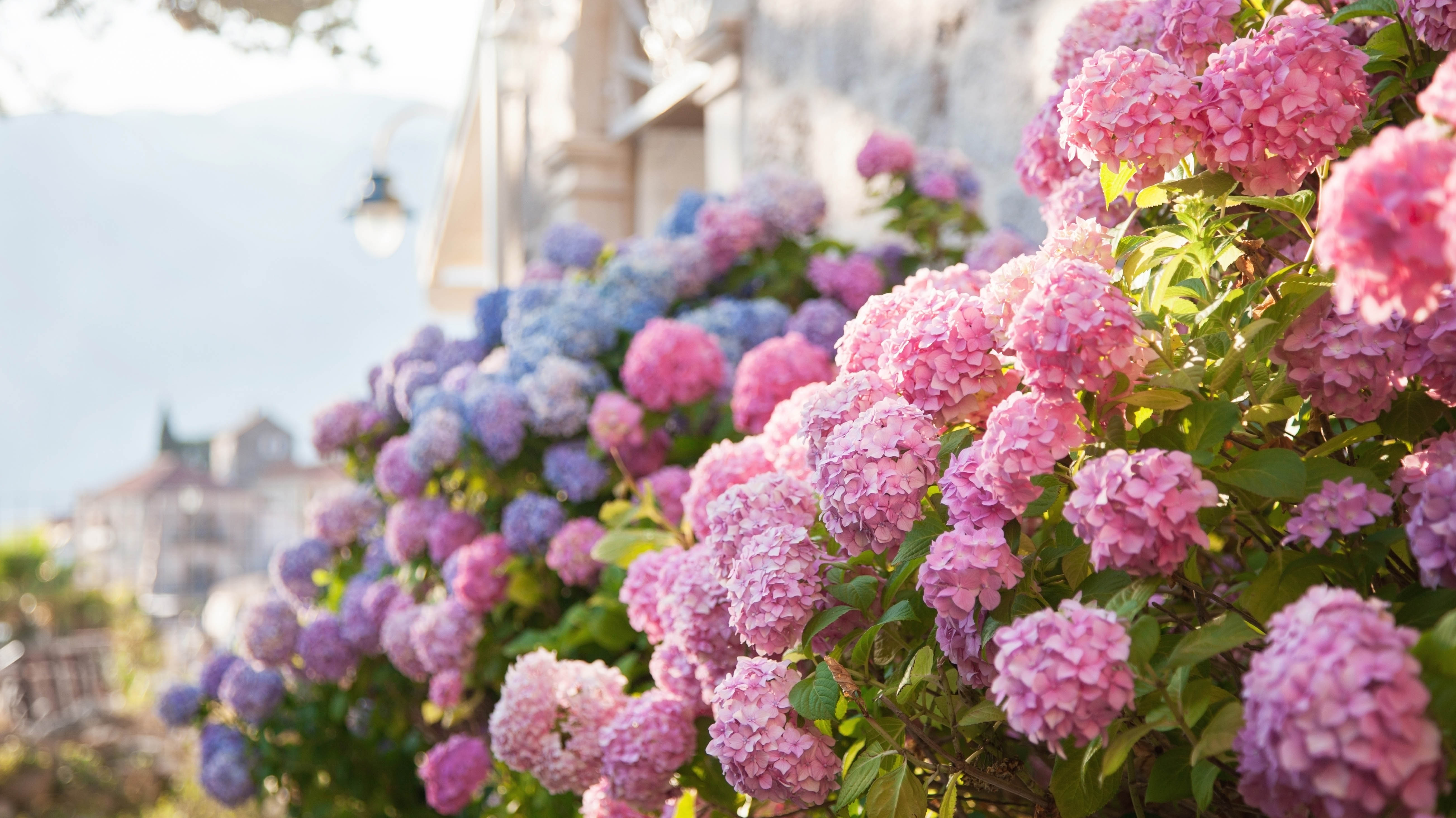 How to change the color of hydrangeas